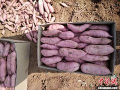 澳门美高梅网址将在鲍店镇政府的帮助下成立河岸红薯交易市场
